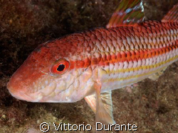 Mullus Surmuletus by Vittorio Durante 